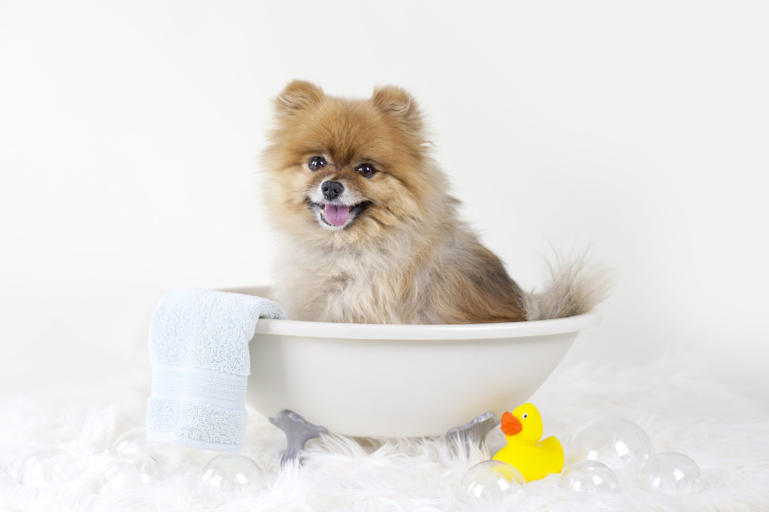 Pomeranian,Puppy,Getting,A,Bath,In,A,Mini,Bath,Tub